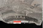 Foto (Detailansicht) von Equisetum arenaceum Jaeg. (NHMW-GEO-2024-0188-10549)